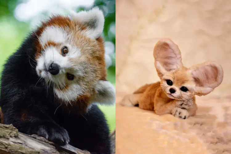5 Adorable Animals You Never Knew Existed